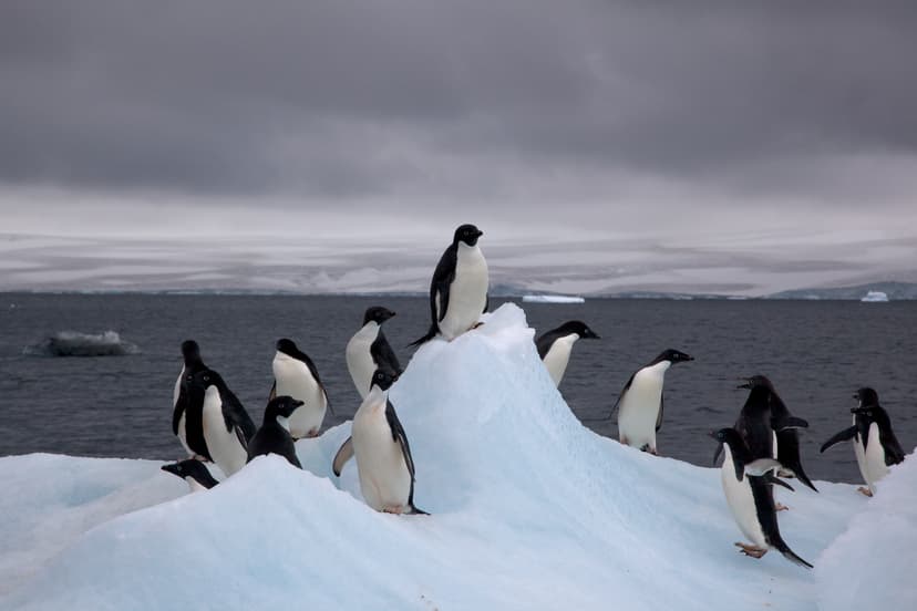 File:Adelie Penguins on iceberg.jpg - Wikipedia