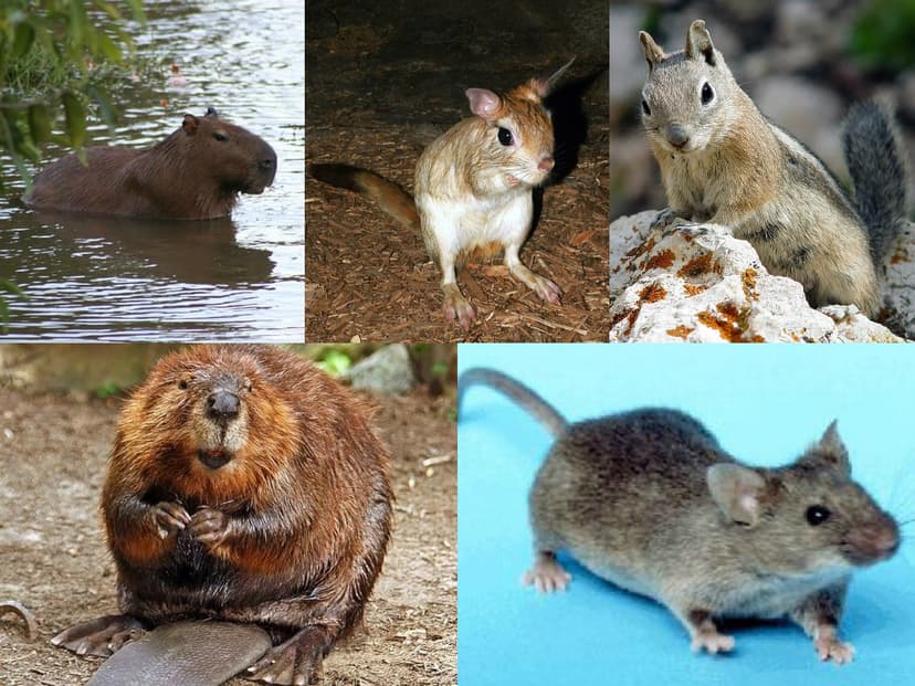 File:Rodent collage.jpg - Wikimedia Commons