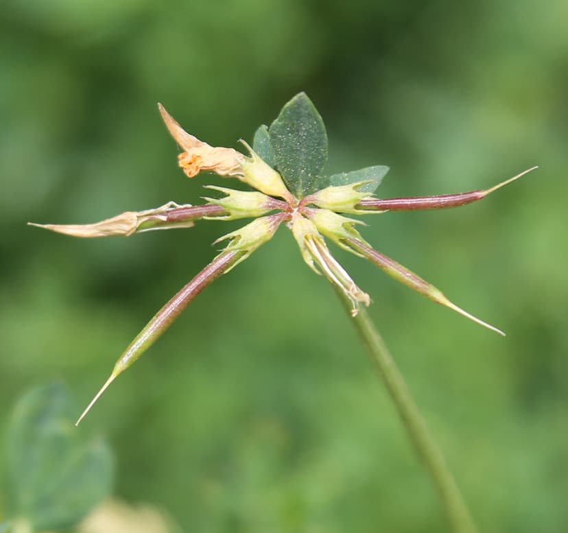 File:Birds-foot trefoil new seedhead.jpg - Wikimedia Commons