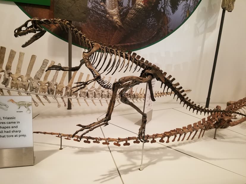File:Eoraptor Deep Time.jpg - Wikimedia Commons