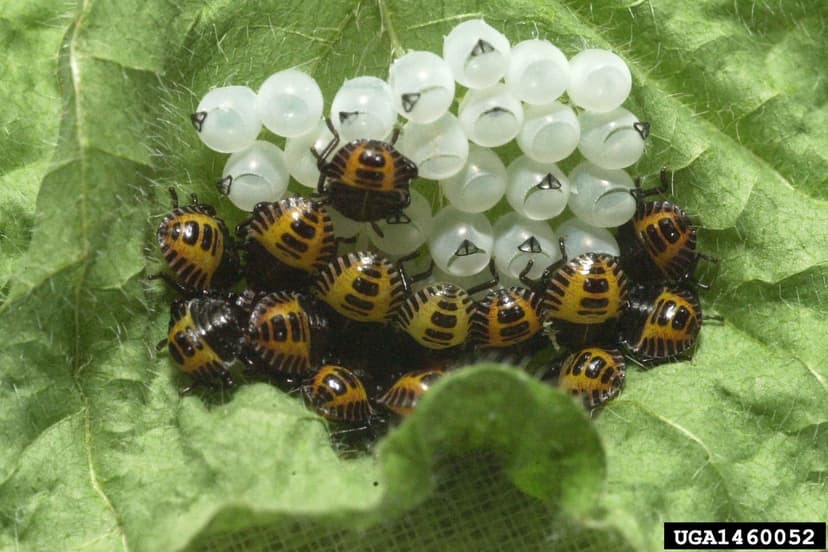 File:Brown marmorated stink bug eggs hatched.jpg - Wikimedia Commons