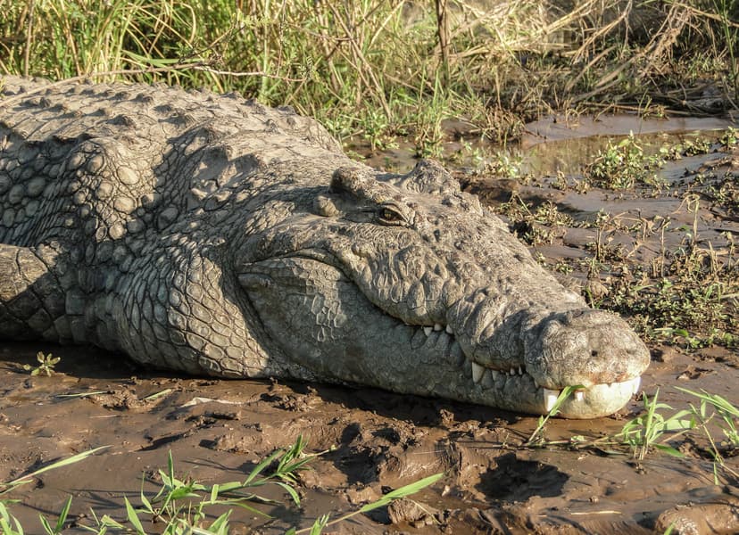 File:Crocodylus niloticus in Lake Chamo 02.jpg - Wikipedia