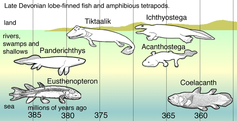 File:Fishapods.png - Wikimedia Commons