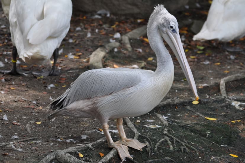 File:Grey Pelican (12340446753).jpg - Wikimedia Commons