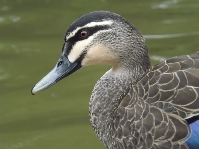File:Pacific black duck 02.jpg - Wikipedia