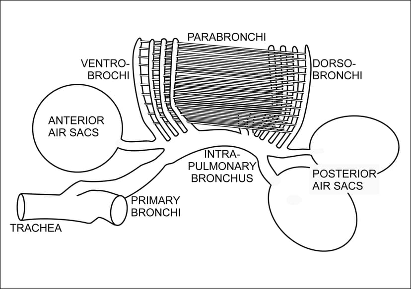 File:Bird's respiratory system.jpg - Wikimedia Commons