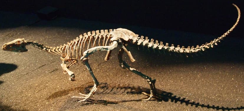 File:Eoraptor Japan.jpg - Wikimedia Commons