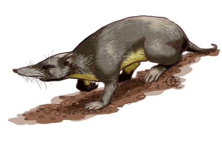 File:Puerto Rican shrew.jpg - Wikipedia
