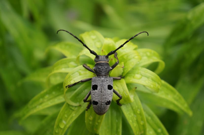 File:The longhorn beetle (Morimus funereus).jpg - Wikimedia Commons