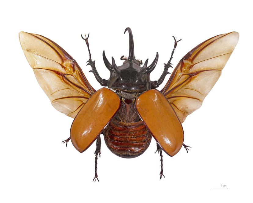 File:Eupatorus gracilicornis Vol.jpg - Wikipedia