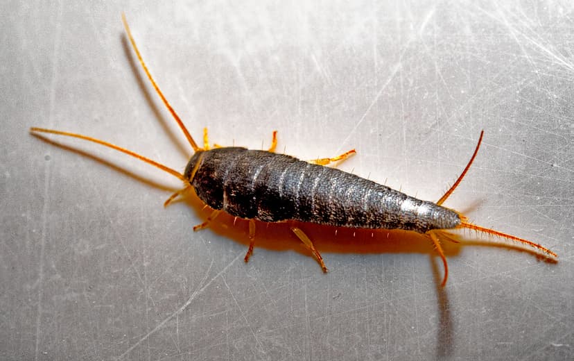 File:Lepisma saccharina Linnaeus, 1758.jpg - Wikimedia Commons
