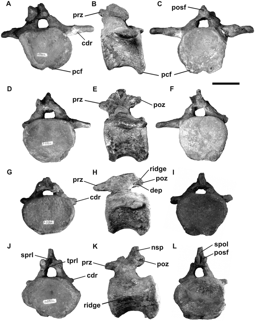 File:Lusotitan caudals.png - Wikimedia Commons