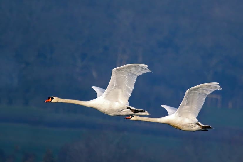 File:Mute swans (Cygnus olor) in flight.jpg - Wikimedia Commons