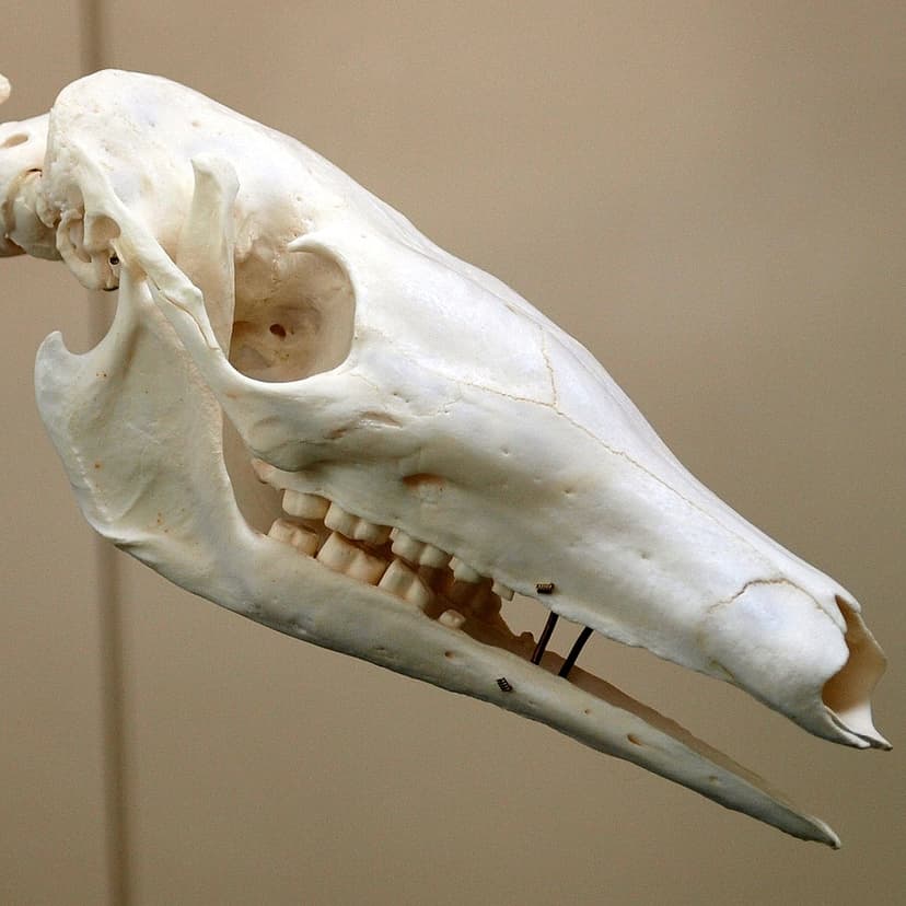 File:Orycteropus afer Skull by OpenCage.jpg - Wikimedia Commons