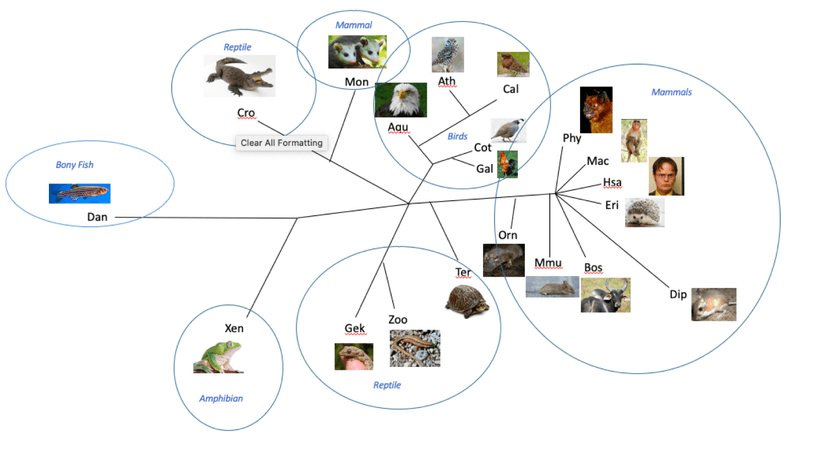 File:Phylogenetic tree RNF128.png - Wikimedia Commons