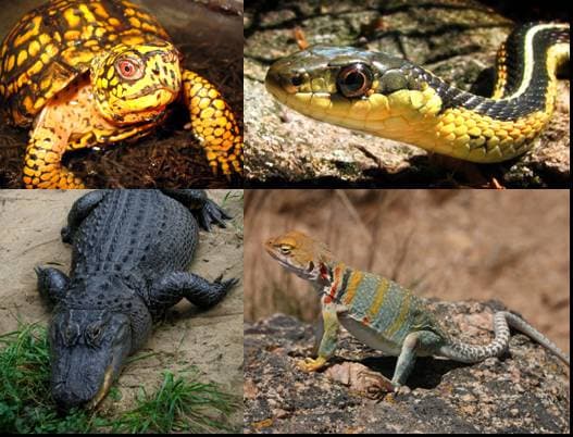 File:State reptile collage.jpg - Wikimedia Commons