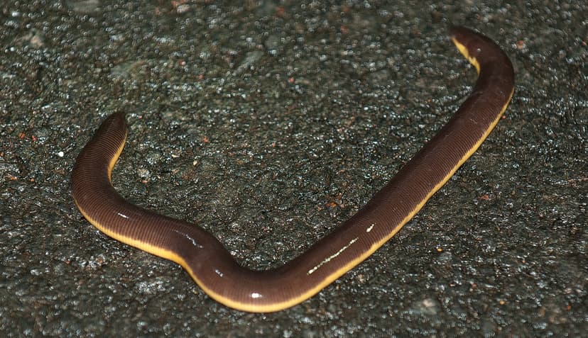 File:Beddome's Caecilian.jpg - Wikimedia Commons