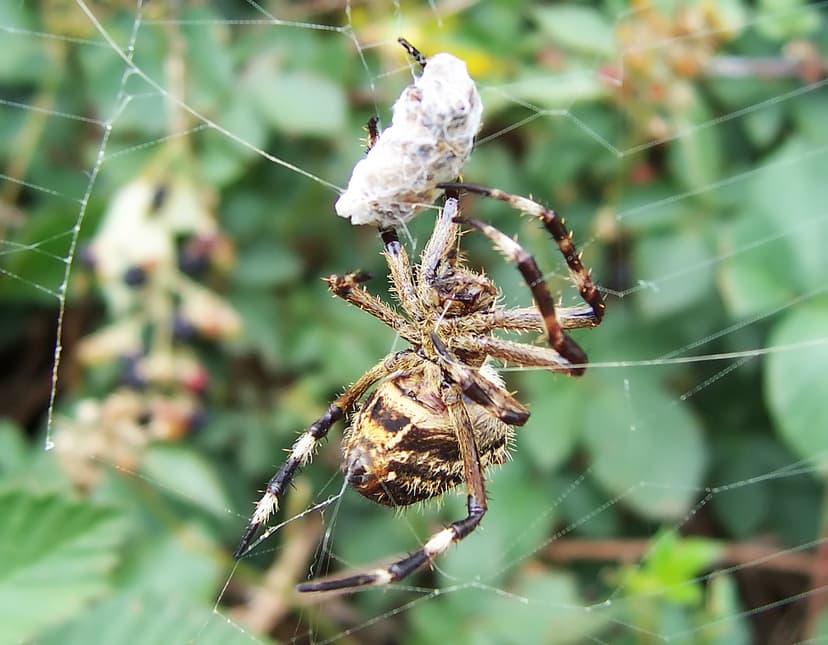 File:Garden orb weaver05.jpg - Wikipedia