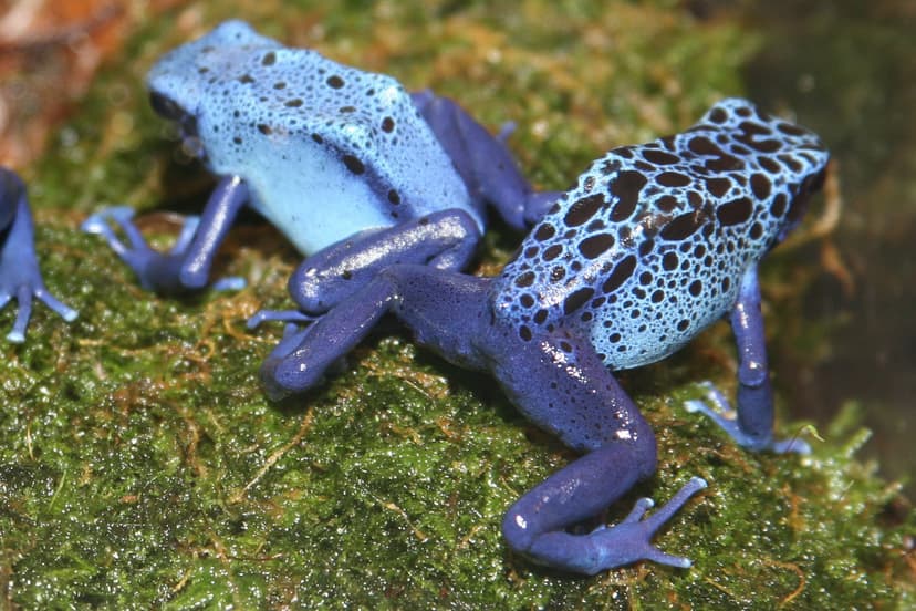 File:Poison Dart Frog (Dendrobates azureus).jpg - Wikimedia Commons