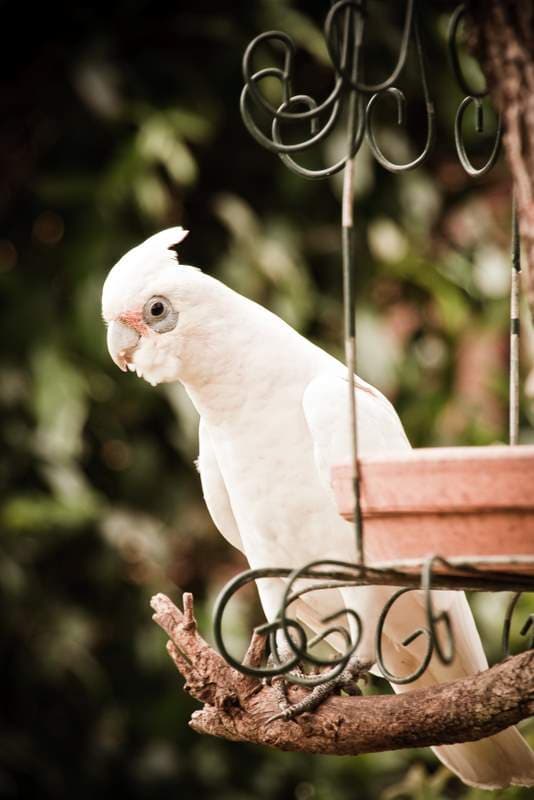 File:Cacatua sanguinea -Australia-8c.jpg - Wikimedia Commons