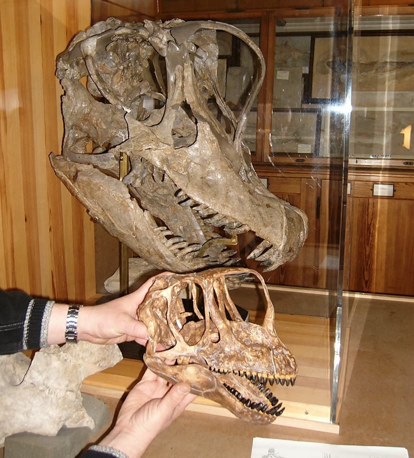 File:Europasaurus und Giraffatitan skulls.jpg - Wikipedia