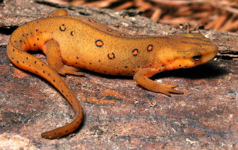 File:Notophthalmus viridescensPCCA20040816-3983A.jpg - Wikimedia ...