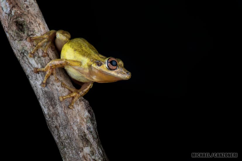 File:Olive Snouted Tree Frog.jpg - Wikimedia Commons