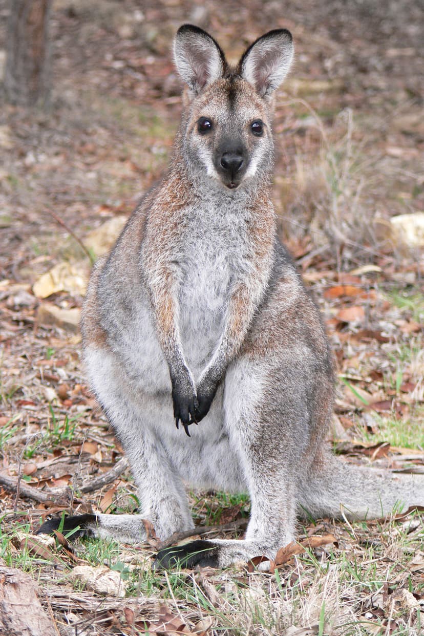 File:Young red necked wallaby.jpg - Wikipedia