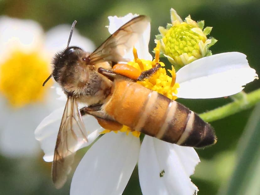 File:Bidens-Apis dorsata-pollen baskets.jpg - Wikipedia