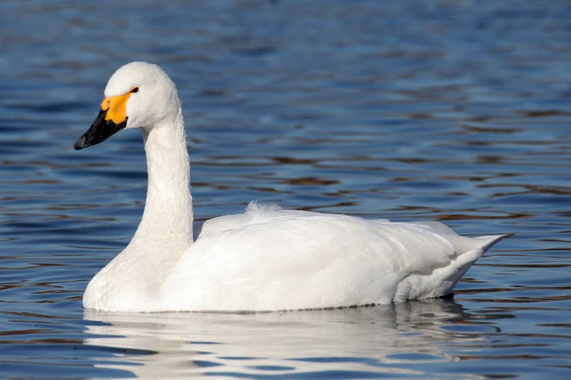 File:Cygnus bewickii 01.jpg - Wikipedia