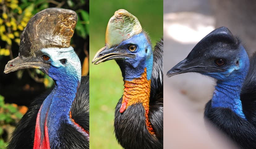 File:Cassowary Diversity.jpg - Wikimedia Commons