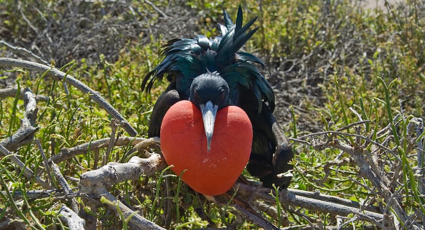 File:Magnificent Frigatebird at the Galapagos.jpg - Wikimedia Commons