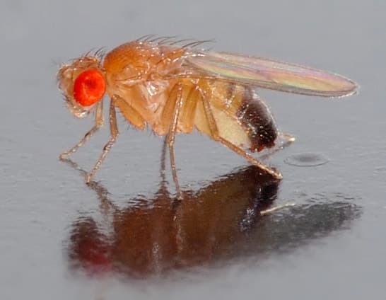 File:Drosophila melanogaster - side (aka).jpg - Wikipedia