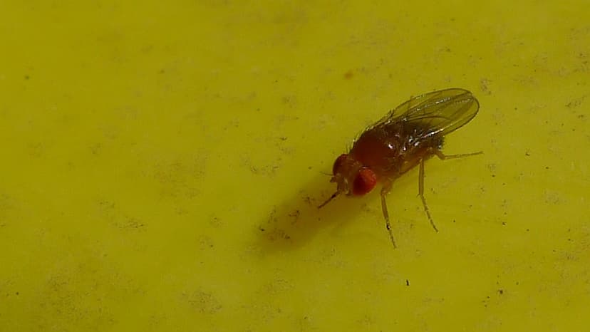 File:Fruit fly (7572940446).jpg - Wikimedia Commons