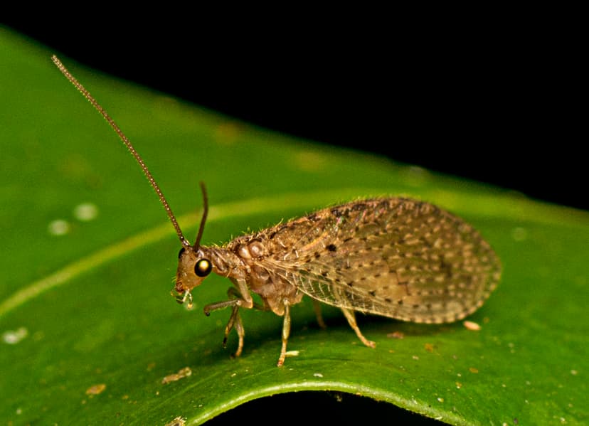 File:Micromus tasmaniae 216716548.jpg - Wikimedia Commons