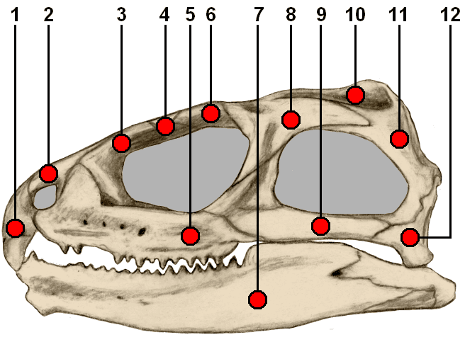 File:Tuatara skull side.PNG - Wikipedia