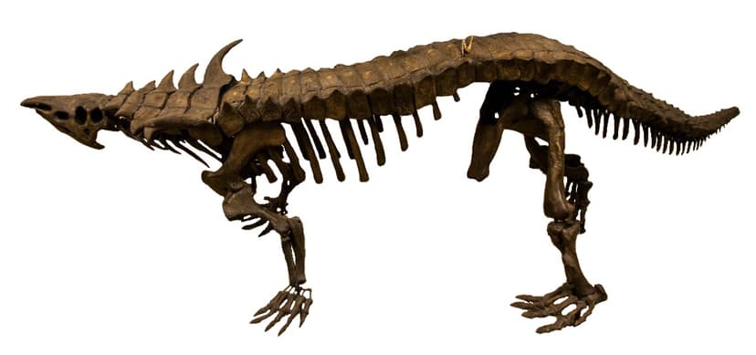 File:Desmatosuchus mount white background.jpg - Wikimedia Commons