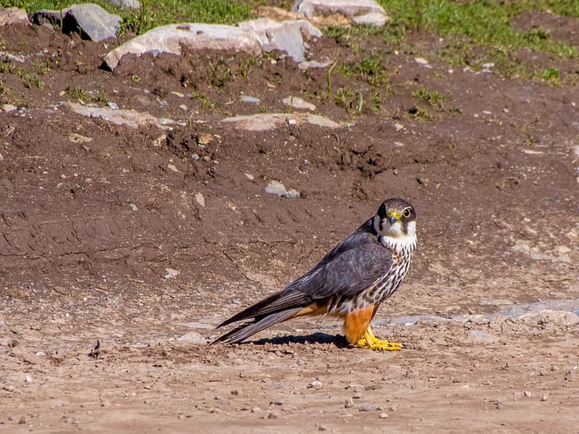File:Eurasian Hobby (14574008925).jpg - Wikipedia