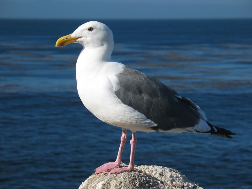 File:Gull ca usa.jpg - Wikipedia