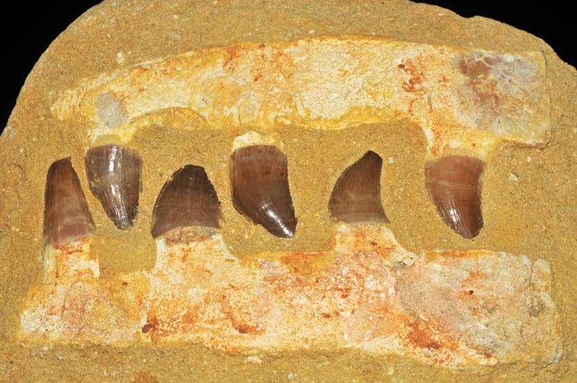 File:Mosasaurus sp. (Maroc) 1.JPG - Wikimedia Commons