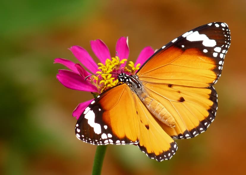 File:Danaus chrysippus Female by kadavoor.jpg - Wikipedia