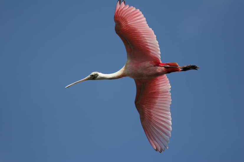 File:Roseate Spoonbill 741903422.jpg - Wikimedia Commons