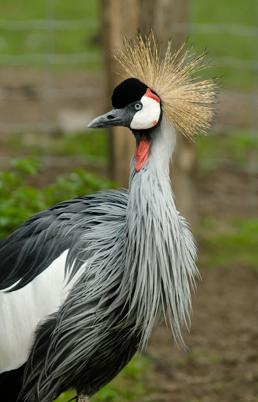 File:Grey Crowned Crane at Zoo Copenhagen.jpg - Simple English ...