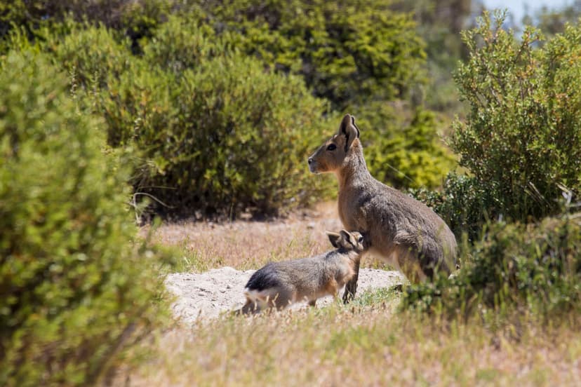 File:Sendero de flora y fauna.jpg - Wikimedia Commons