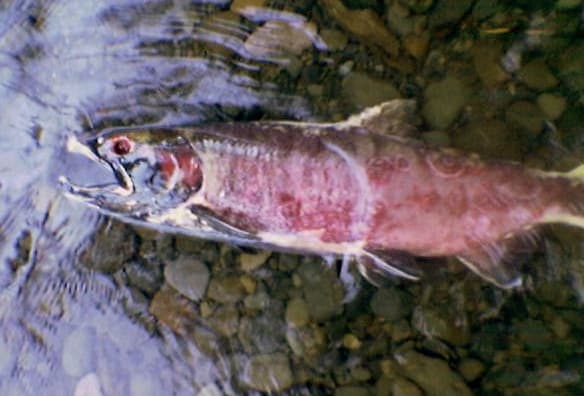 File:Dead salmon in spawning season.jpg - Wikipedia