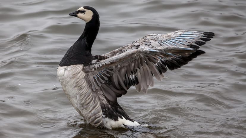 File:Barnacle goose (Branta leucopsis).jpg - Wikimedia Commons