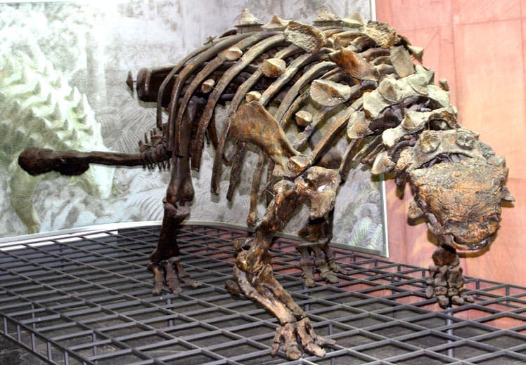 File:Euoplocephalus-tutus-1.jpg - Wikipedia