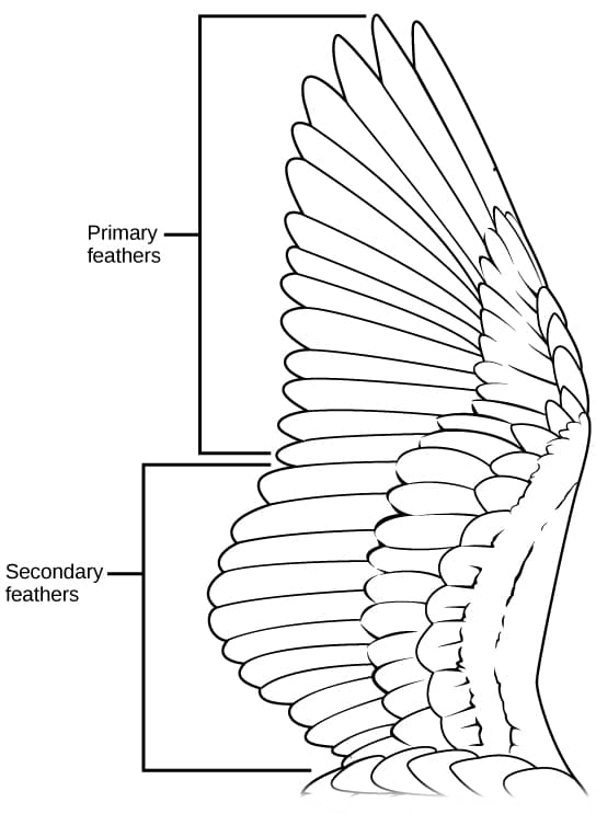 File:Figure 29 05 01.jpg - Wikimedia Commons