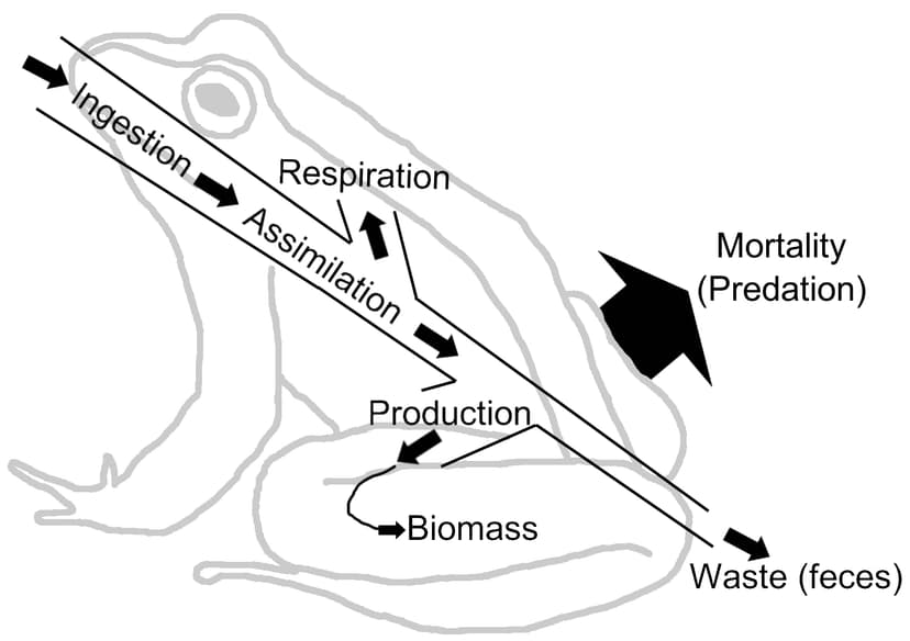 File:EnergyFlowFrog.jpg - Wikimedia Commons