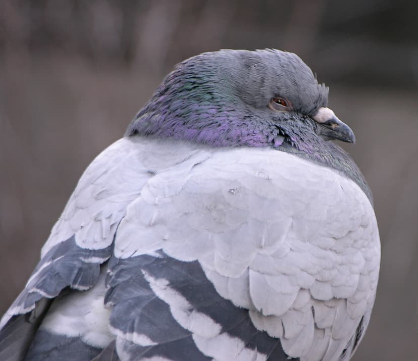 File:Rock Pigeon Columba livia Sleepy 2200px.jpg - Wikimedia Commons